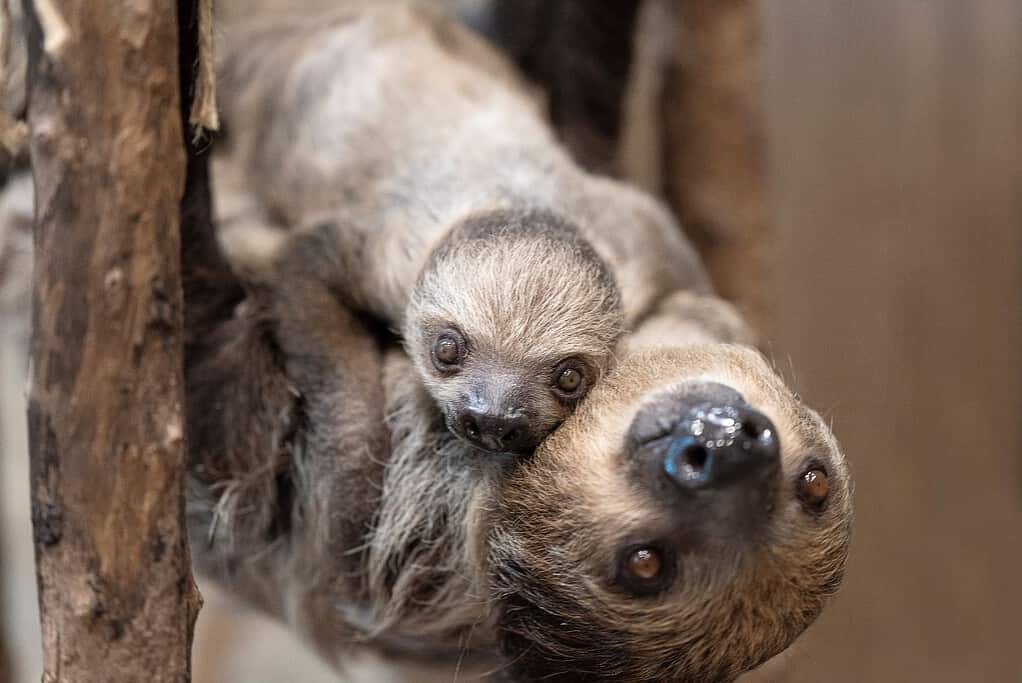 Mama and baby two toed Sloths